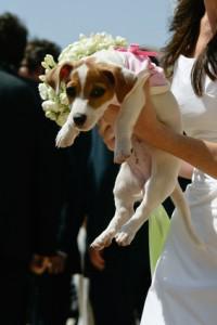 Become a Top Wedding Planner – Planning Weddings with Dogs