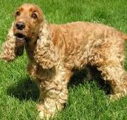 English Cocker Spaniel