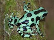 Harlequin Poison Dart Frogs