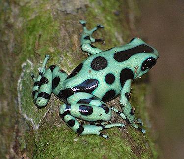 Harlequin Poison Dart Frogs