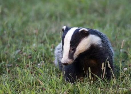 A black day for badgers, or a field day for farmers?