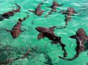 Featured Animal: Nurse Shark