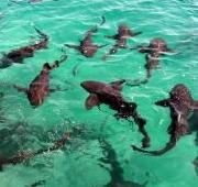 Nurse Shark