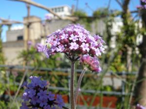 Verbena bonariensis flower (26/06/2011, London)