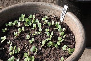 tracking the radishes