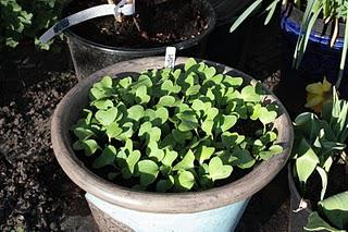 tracking the radishes