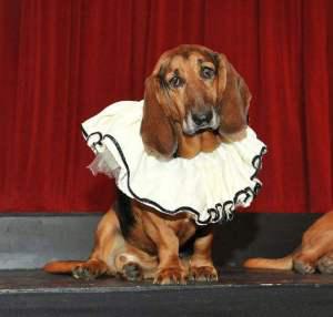 Barkarole? Tannschnauzer? NY opera company seeks calendar dogs!