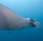 Manta Ray