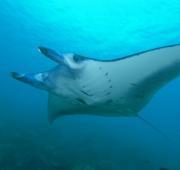 Manta Ray