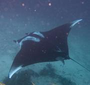 Manta Ray