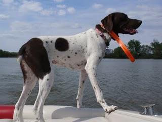 Help Find Lizzy: Dog Lost in Ashland Kentucky!