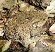 Common Toad