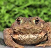 Common Toad