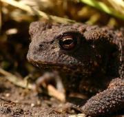 Common Toad