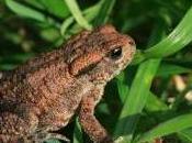 Featured Animal: Common Toad