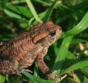 Common Toad