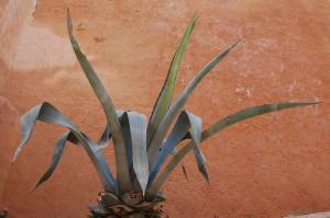 Agave americana (02/07/2011, Rabat)