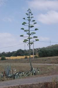 Agave americana in flower (02/07/2011, Rabat)