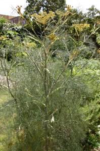 Foeniculum vulgare 'Purpureum' (27/06/2011, London)