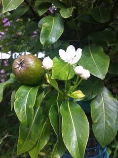 Pear blossom??
