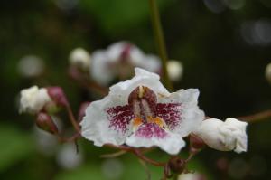 Catalpa bignonioides flower (10/07/2011, London)