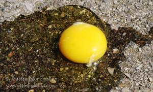 Fry an Egg on the Sidewalk: little Indiana Style