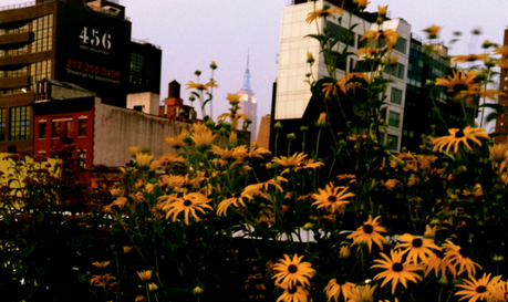 nycflowers 550x327 EELS, FUCKED UP, AVI BUFFALO [SUGGESTED NYC CONCERTS]