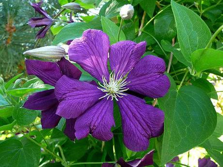 Ditch Gardens and Deck Decorations