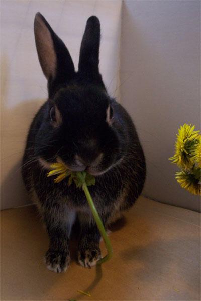 Bunny eating dandelions!