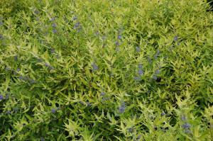 Caryopteris x clandonensis ‘Worcester Gold’ (10/07/2011, London)