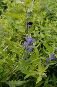 Caryopteris x clandonensis ‘Worcester Gold’ flower (10/07/2011, London)