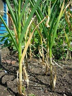 Garlic for beginners