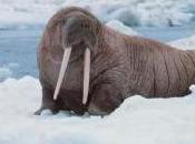 Featured Animal: Walrus