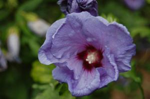 Hibiscus syriacus 'Blue Bird' flower (10/07/2011, London)