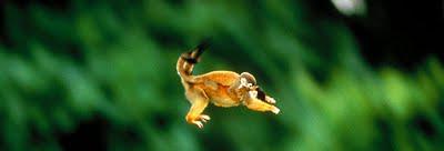 SQUIRREL MONKEY