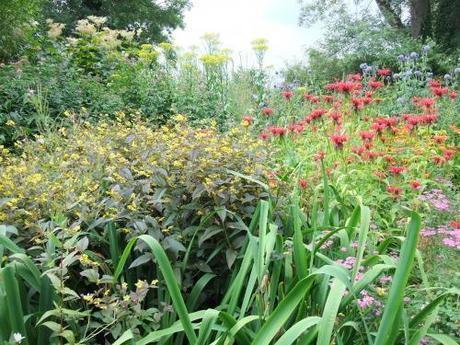 Lysimachia ciliata 'Firecracker looking quite nice