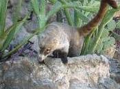 Featured Animal: Coati