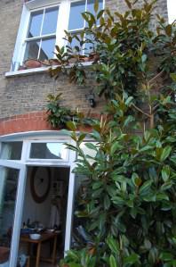 Magnolia grandiflora wall trained (09/07/2011)