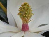 Plant Week: Magnolia Grandiflora
