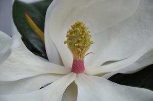 Magnolia grandiflora flower (29/06/2011, London)