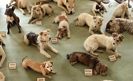 The Perfectly Preserved Pooches Of Castle Bitov