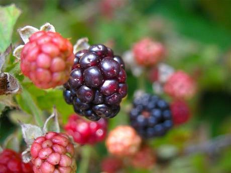 Blackberries-Are-Ripening-on-Long-Island