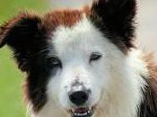 Featured Animal: Border Collie