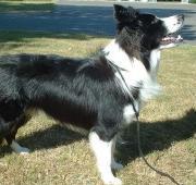 Border Collie