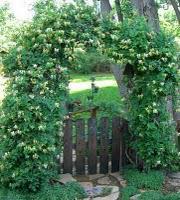 Green Gates and The Green Man