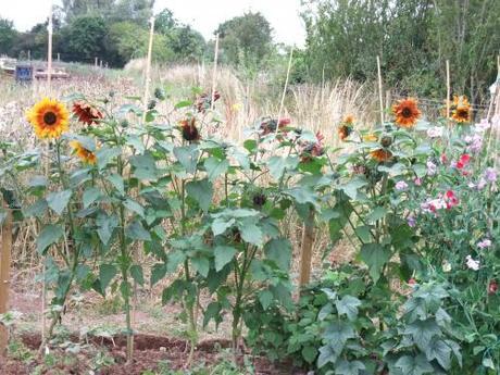 Sunflowers look great - haven't heart to cut them