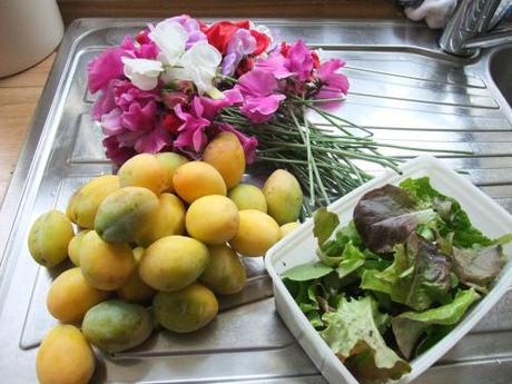 Today's harvest Sweet Peas, salad leaves and hedgerow plums