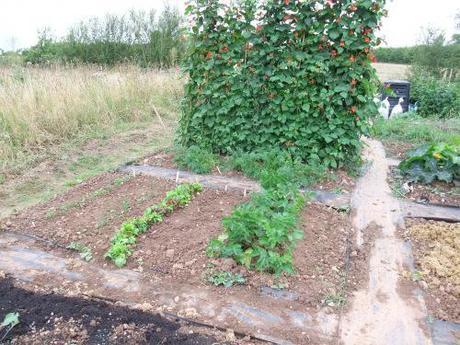 Mum's runner beans with my parsnips and salads in front