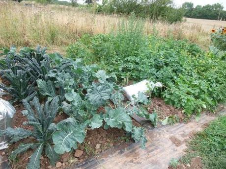 PSB, Carvelo Nero, potato patch and the silver hop bags