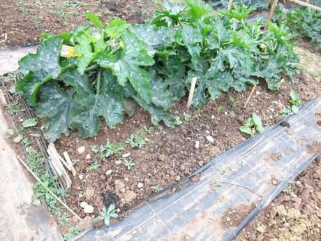 Too many courgettes with florence fennel seedlings in front